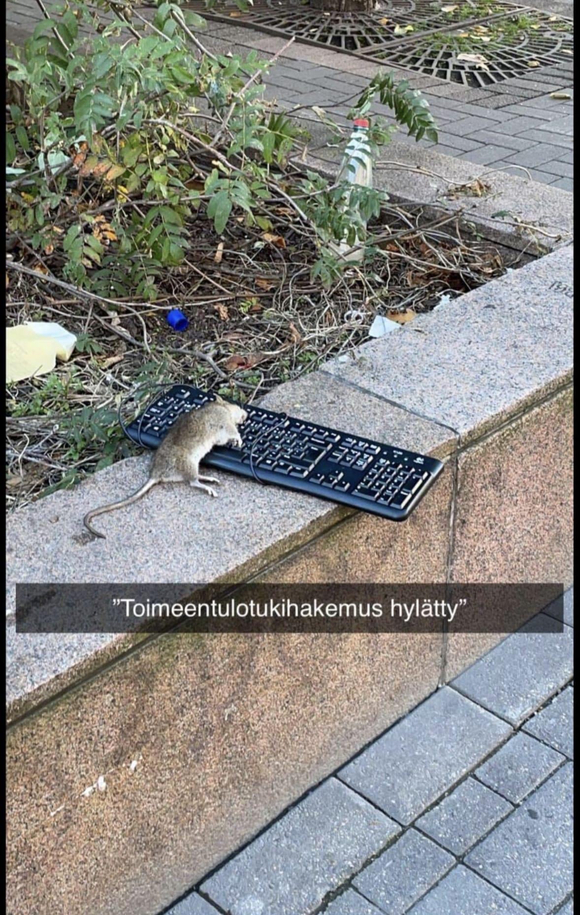 215133.jpeg