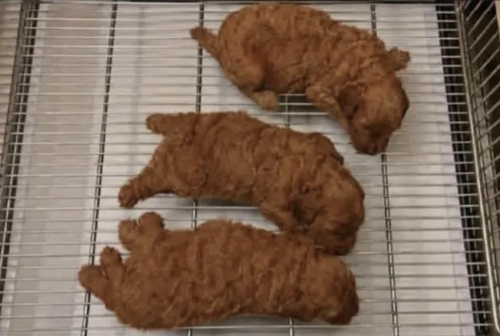 216145.jpeg
