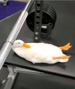 image 175185