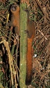 image 204695